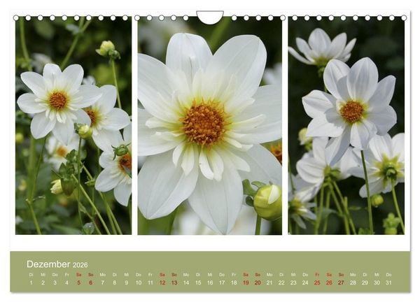 Produktbild: Dahlien-Triplets (Wandkalender 2026 DIN A4 quer), CALVENDO Monatskalender