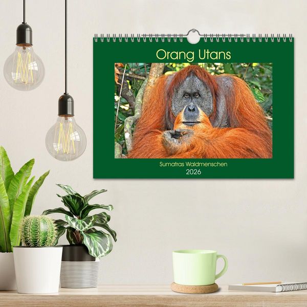 Produktbild: Orang Utans Sumatras Waldmenschen (Wandkalender 2026 DIN A4 quer), CALVENDO Monatskalender