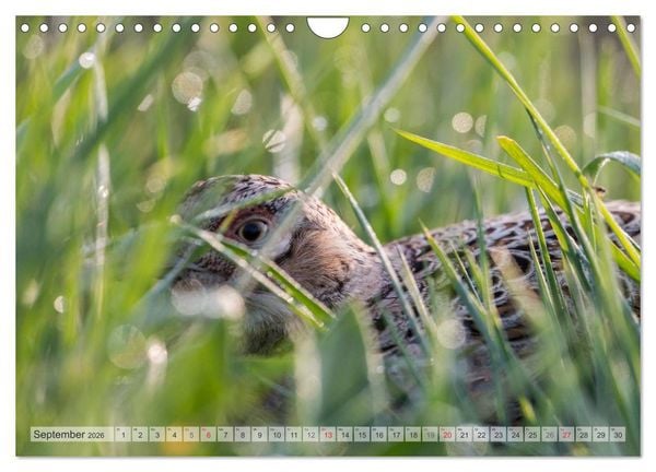 Produktbild: Emotionale Momente: Der Jagdfasan. (Wandkalender 2026 DIN A4 quer), CALVENDO Monatskalender