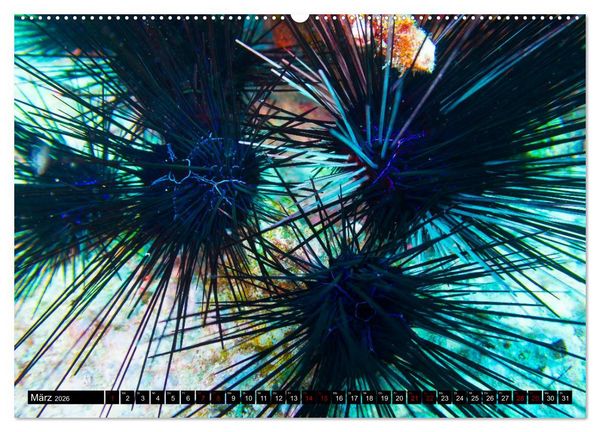 Produktbild: Tauchen auf den Sychellen (Wandkalender 2026 DIN A2 quer), CALVENDO Monatskalender