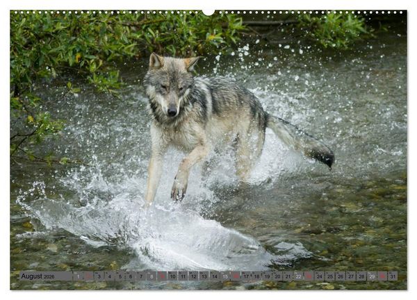 Produktbild: Wildtiere Nordamerikas (hochwertiger Premium Wandkalender 2026 DIN A2 quer), Kunstdruck in Hochglanz
