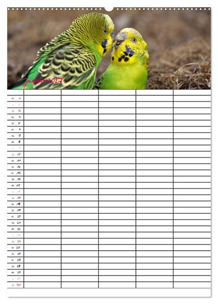 Produktbild: Wellensittiche (Wandkalender 2027 DIN A2 hoch), CALVENDO Monatskalender