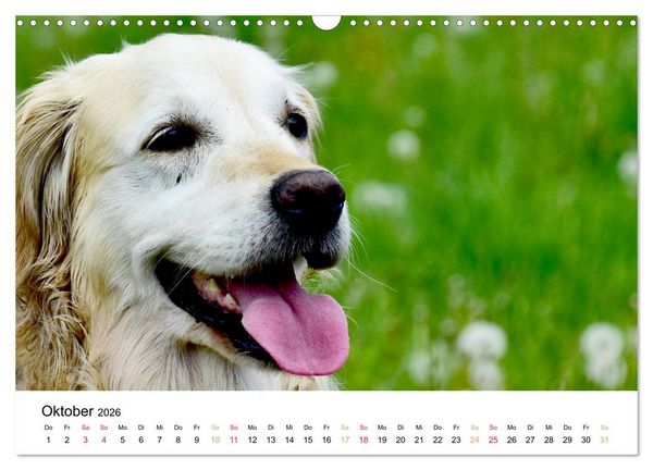 Produktbild: Eine treue Hundeseele - Golden Retriever (Wandkalender 2026 DIN A3 quer), CALVENDO Monatskalender