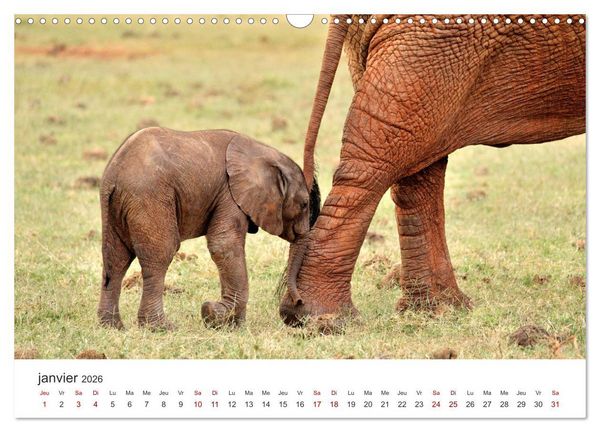 Produktbild: &Eacute;l&eacute;phants en Afrique (Calendrier mural 2026 DIN A3 vertical), CALVENDO calendrier mensuel