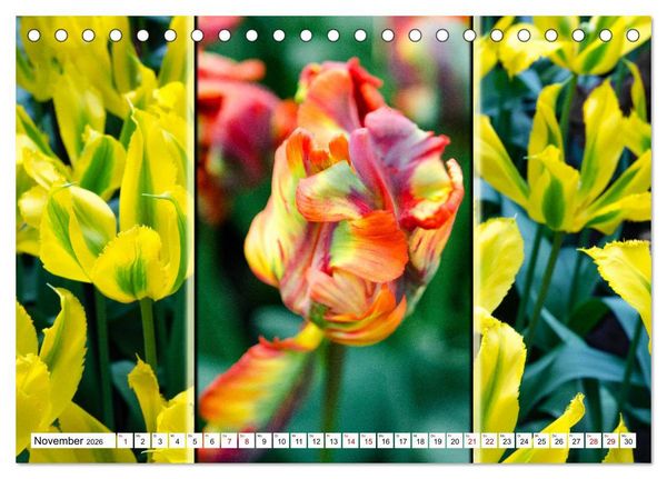 Produktbild: Tulpen - kunterbunte Collagen (Tischkalender 2026 DIN A5 quer), CALVENDO Monatskalender