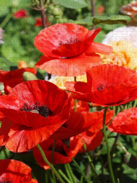 Produktbild: CALVENDO Puzzle Roter Mohn im Garten | 1000 Teile Lege-Gr&ouml;&szlig;e 64x48cm Foto-Puzzle f&uuml;r gl&uuml;ckliche Stunden
