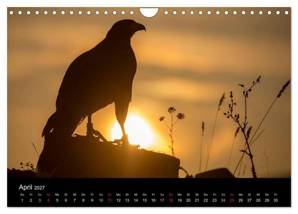 Produktbild: Sch&ouml;nheiten der L&uuml;fte - Greifv&ouml;gel (Wandkalender 2027 DIN A4 quer), CALVENDO Monatskalender