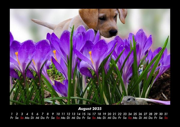 Produktbild: Blumenkalender 2025 Fotokalender DIN A3