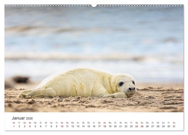 Produktbild: Junge Kegelrobben (hochwertiger Premium Wandkalender 2026 DIN A2 quer), Kunstdruck in Hochglanz