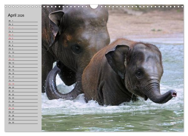 Produktbild: Elefanten. Spa&szlig; am Wasser (Wandkalender 2026 DIN A3 quer), CALVENDO Monatskalender
