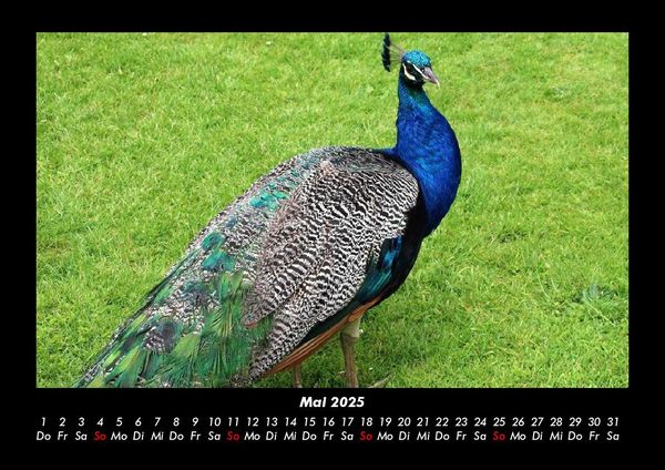 Produktbild: Vogelparadies 2025 Fotokalender DIN A3