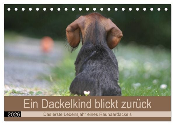 Produktbild: Ein Dackelkind blickt zur&uuml;ck (Tischkalender 2026 DIN A5 quer), CALVENDO Monatskalender