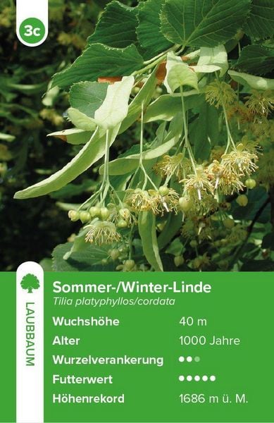 Produktbild: B&auml;ume &ndash; das Quartett-Spiel