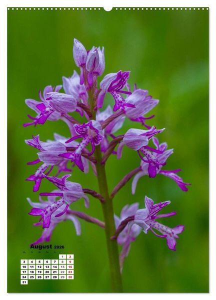 Produktbild: Zauber der Natur - Heimische Orchideen und Wiesenblumen (Wandkalender 2026 DIN A2 hoch), CALVENDO Monatskalender