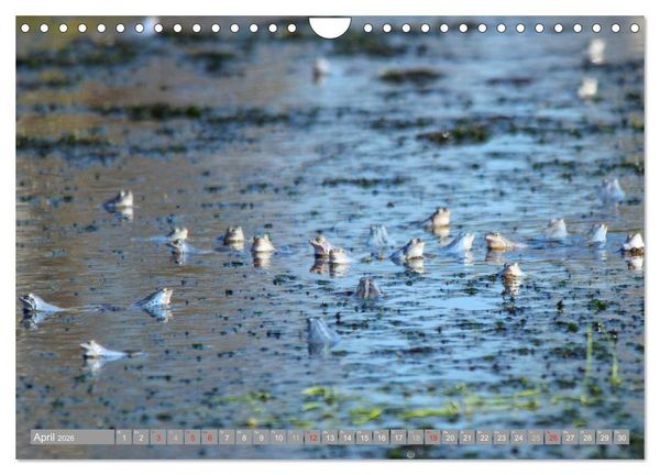 Produktbild: Pietzmoor - ein Hochmoor in der L&uuml;neburger Heide (Wandkalender 2026 DIN A4 quer), CALVENDO Monatskalender