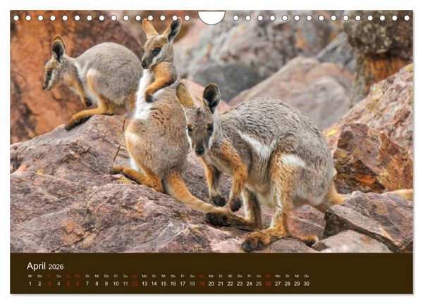 Produktbild: Beuteltiere Australiens (Wandkalender 2026 DIN A4 quer), CALVENDO Monatskalender