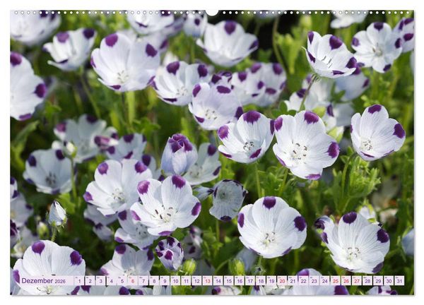 Produktbild: Wundersch&ouml;ne Wildblumen (Wandkalender 2026 DIN A2 quer), CALVENDO Monatskalender