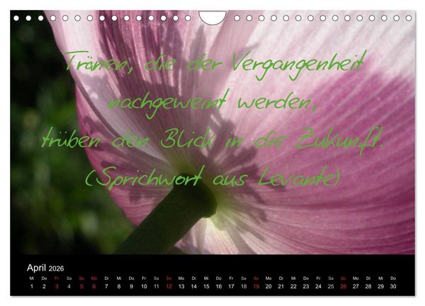 Produktbild: Positiv durch&acute;s Jahr (Wandkalender 2026 DIN A4 quer), CALVENDO Monatskalender