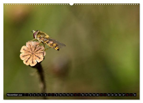 Produktbild: Insekten-Sommer (hochwertiger Premium Wandkalender 2026 DIN A2 quer), Kunstdruck in Hochglanz