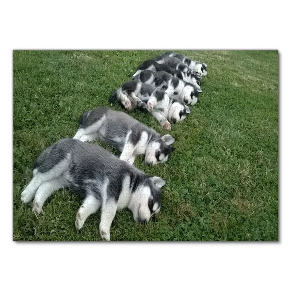 Produktbild: Lais Puzzle Husky Welpen 500 Teile