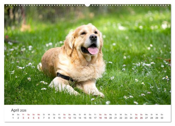 Produktbild: Golden Retriever - Die treuen Begleiter. (hochwertiger Premium Wandkalender 2026 DIN A2 quer), Kunstdruck in Hochglanz