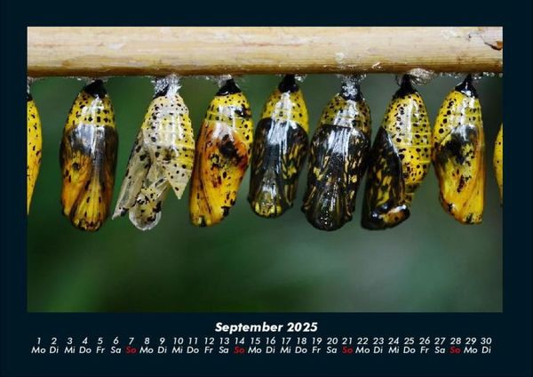 Produktbild: Bunte Pracht der Schmetterlinge 2025 Fotokalender DIN A4