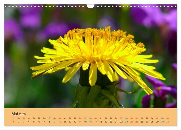Produktbild: Wildblumen 2026 (Wandkalender 2026 DIN A3 quer), CALVENDO Monatskalender
