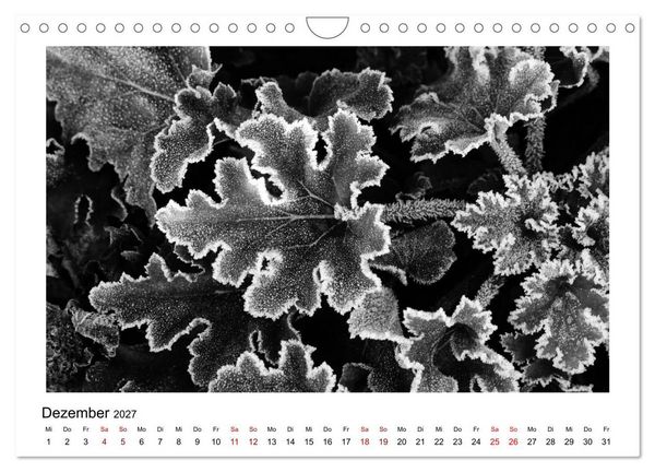 Produktbild: Die grafische Sch&ouml;nheit der Pflanzen &ndash; Schwarz-Wei&szlig; (Wandkalender 2027 DIN A4 quer), CALVENDO Monatskalender