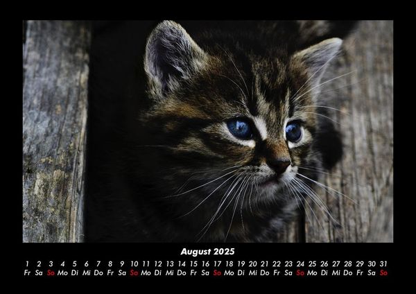 Produktbild: Haustierkalender 2025 Fotokalender DIN A3