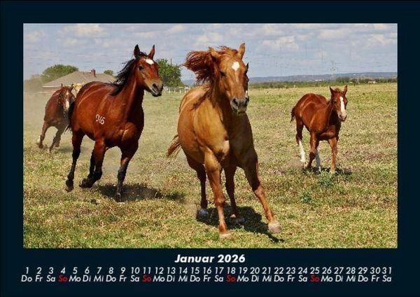 Produktbild: Die Welt der Pferde 2026 Fotokalender DIN A5