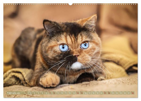 Produktbild: Rare British Shorthair cats (High Quality Premium Wall Calendar 2026 DIN A2 landscape),CALVENDO 12 Month Wall Calendar