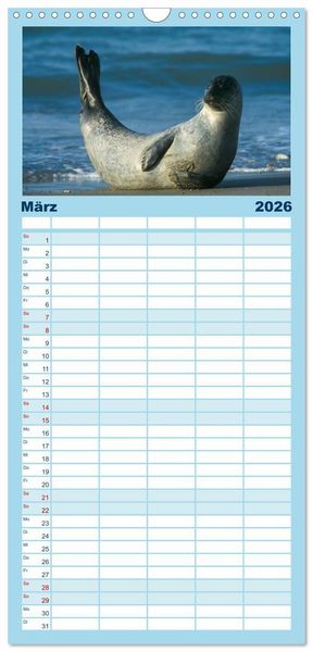 Produktbild: Familienplaner 2026 - Faszination Kegelrobben und Seehunde mit 5 Spalten (Wandkalender, 21 x 45 cm) CALVENDO