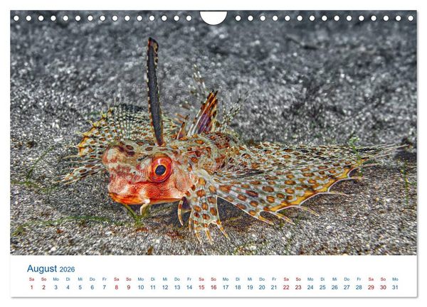 Produktbild: Die Farben im Meer (Wandkalender 2026 DIN A4 quer), CALVENDO Monatskalender