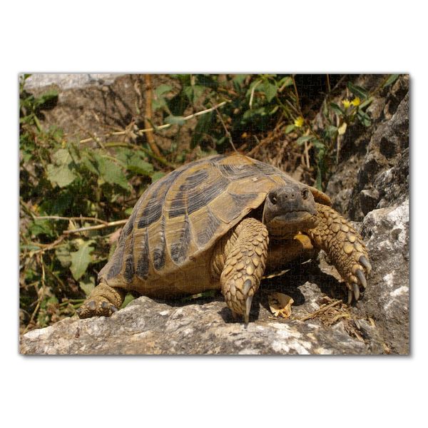 Produktbild: Lais Puzzle Schildkr&ouml;te 1000 Teile