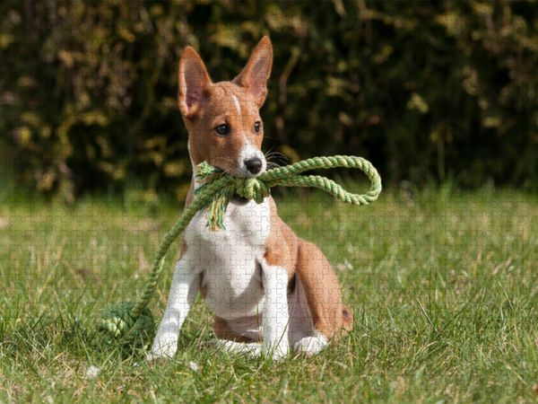 Produktbild: CALVENDO Puzzle Ein Motiv aus dem Kalender S&uuml;&szlig;e Basenji-Kinder | 1000 Teile Lege-Gr&ouml;&szlig;e 64x48cm Foto-Puzzle f&uuml;r gl&uuml;ckliche Stunden