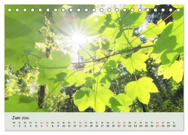 Produktbild: Waldbaden - Durch Achtsamkeit zu einer besseren Gesundheit (Tischkalender 2026 DIN A5 quer), CALVENDO Monatskalender