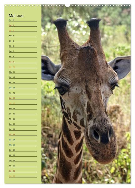 Produktbild: Giraffen. Voller Stolz und Grazie (hochwertiger Premium Wandkalender 2026 DIN A2 hoch), Kunstdruck in Hochglanz