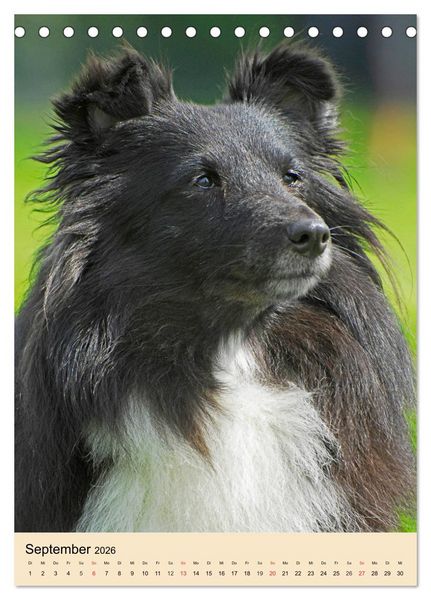 Produktbild: Sheltie - Wirbelwind auf 4 Pfoten (Tischkalender 2026 DIN A5 hoch), CALVENDO Monatskalender