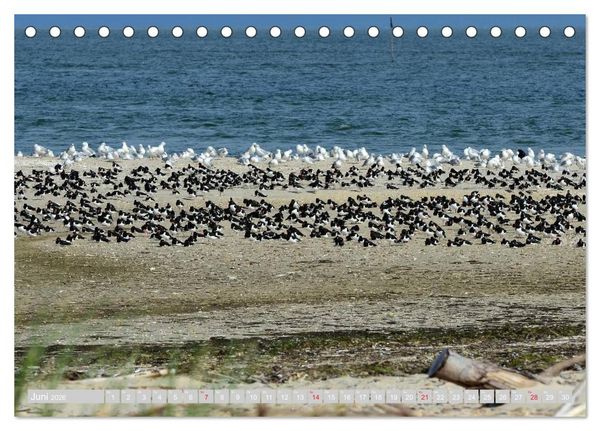 Produktbild: Amrum, die Perle in der Nordsee (Tischkalender 2026 DIN A5 quer), CALVENDO Monatskalender
