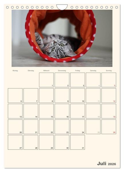 Produktbild: Schmusige Britisch Kurzhaar (Wandkalender 2026 DIN A4 hoch), CALVENDO Monatskalender