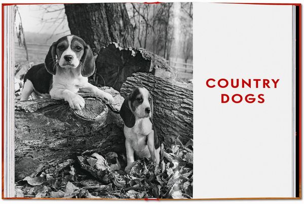 Produktbild: Walter Chandoha. Dogs. Photographs 1941&ndash;1991