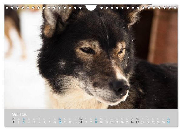 Produktbild: Alaskan Huskies (Wandkalender 2026 DIN A4 quer), CALVENDO Monatskalender