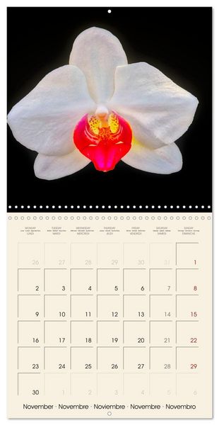 Produktbild: Butterfly orchids in high fidelity (Wall Calendar 2026 12 &times; 12 Inch) CALVENDO 12 Month Wall Calendar