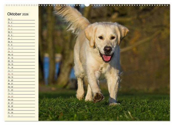 Produktbild: Das Gl&uuml;ck hat einen Namen - Golden Retriever (Wandkalender 2026 DIN A2 quer), CALVENDO Monatskalender