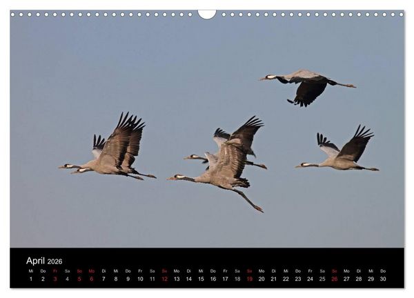 Produktbild: Kranich-Land Brandenburg (Wandkalender 2026 DIN A3 quer), CALVENDO Monatskalender