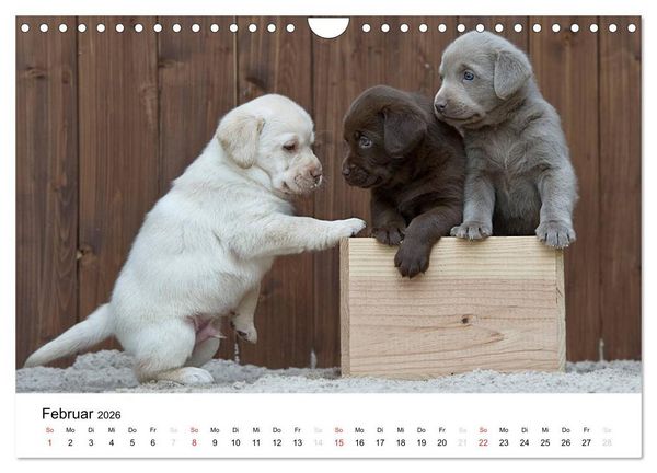 Produktbild: Labrador Welpen (Wandkalender 2026 DIN A4 quer), CALVENDO Monatskalender