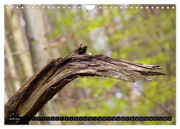 Produktbild: Magische Waldwesen (Wandkalender 2026 DIN A4 quer), CALVENDO Monatskalender