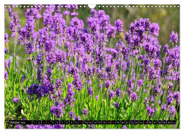 Produktbild: Lavendel (Wandkalender 2026 DIN A3 quer), CALVENDO Monatskalender