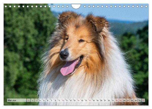Produktbild: Collie - Das Gl&uuml;ck hat 4 Pfoten (Wandkalender 2026 DIN A4 quer), CALVENDO Monatskalender