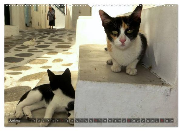 Produktbild: SAMTPFOTEN auf Mykonos (Wandkalender 2026 DIN A2 quer), CALVENDO Monatskalender